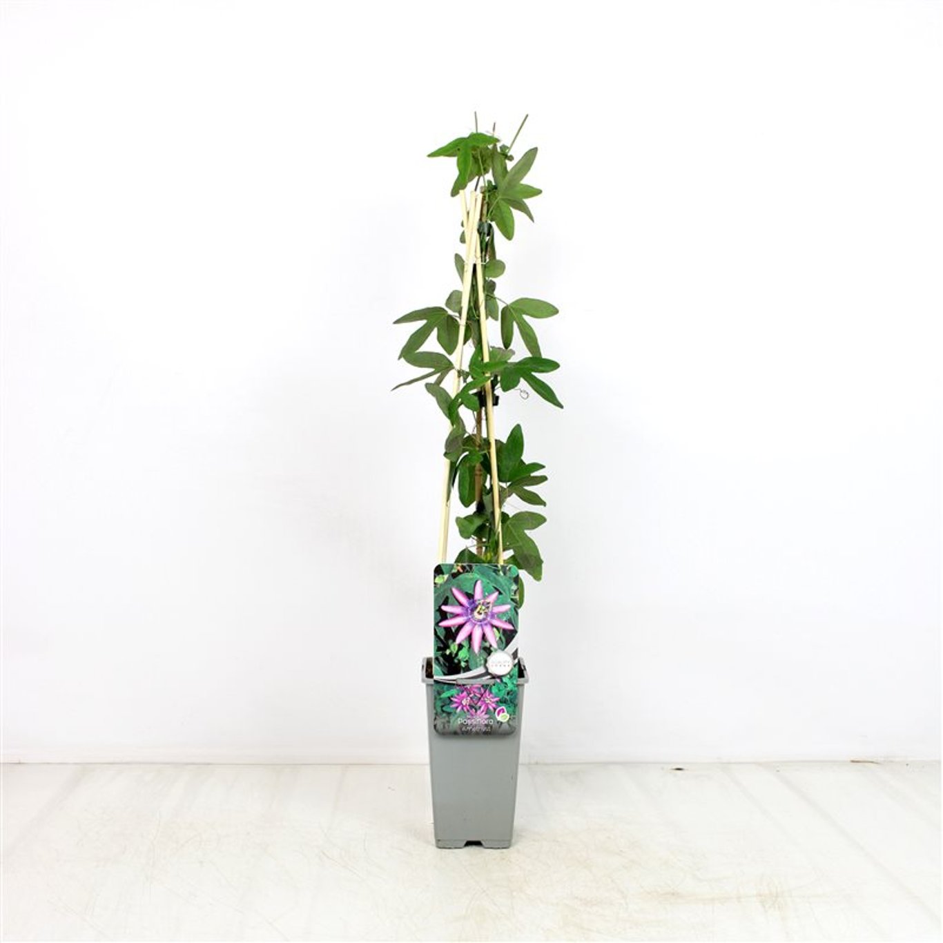 Passiflora 'Amethyst' - C2 70/+ CM